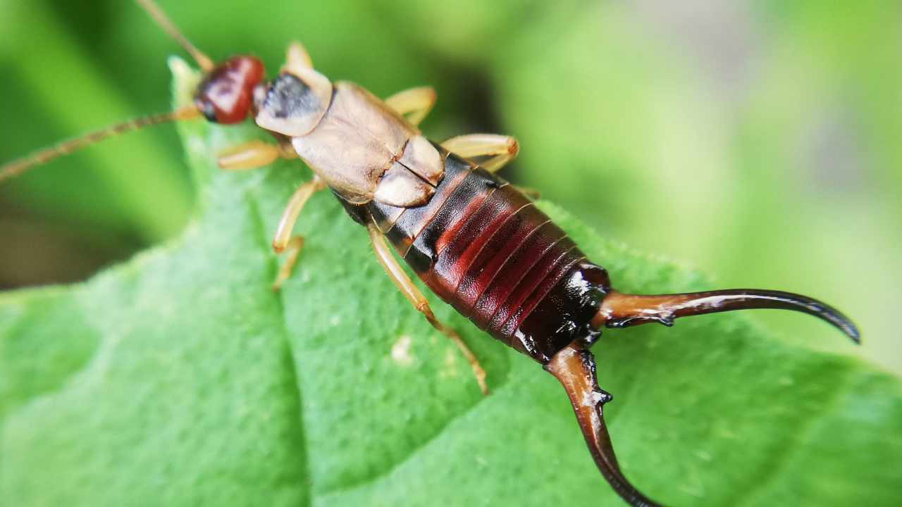 Primo piano insetti forbice
