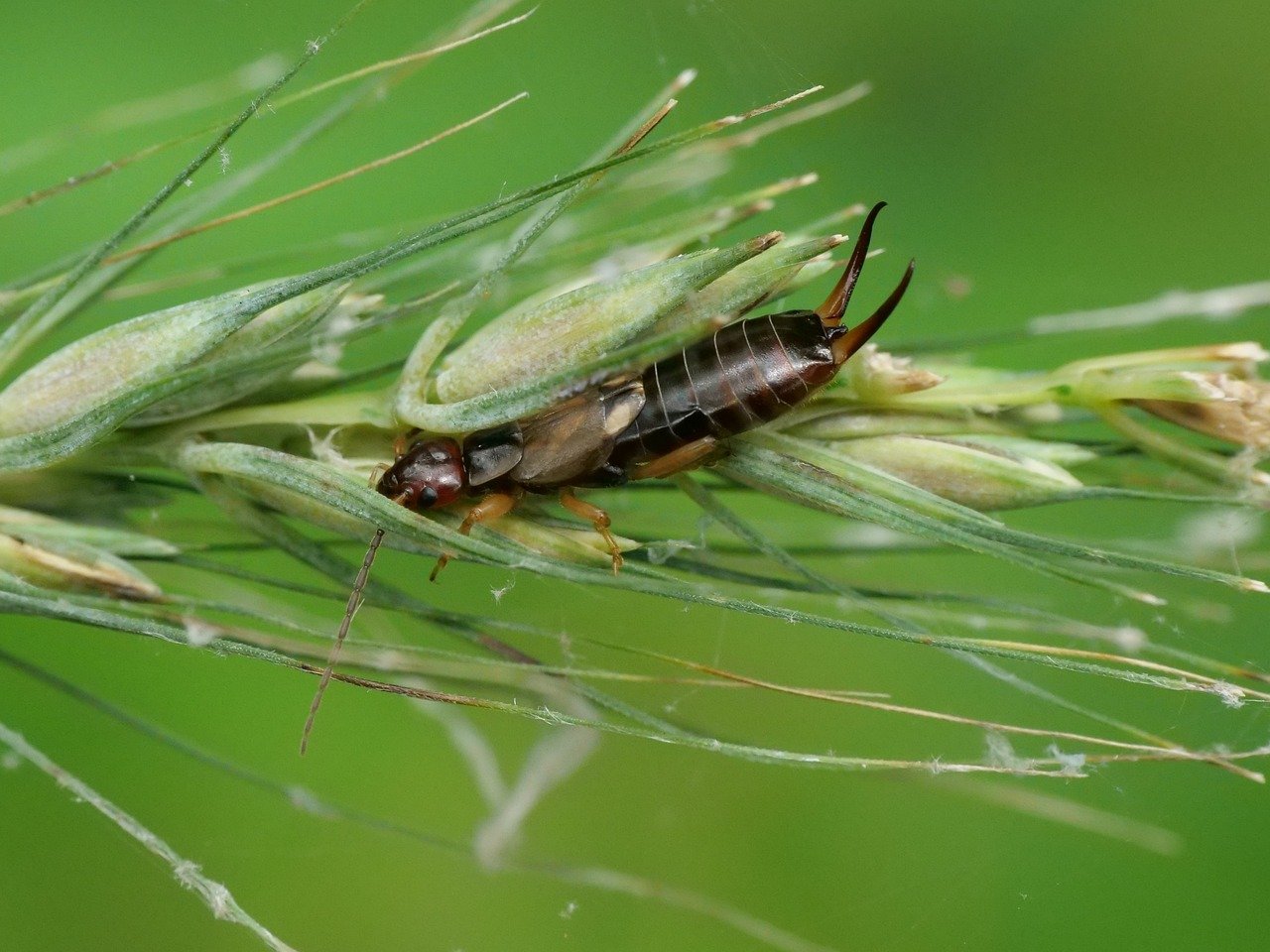 Forficula auricularia