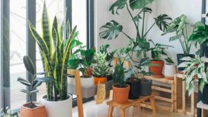 L’errore comune che provoca il deterioramento delle piante in appartamento e come evitarlo