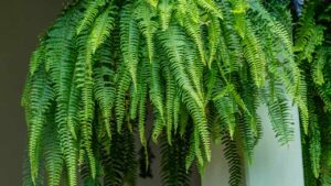 6 piante anti-umido da avere in casa per affrontare l’estate