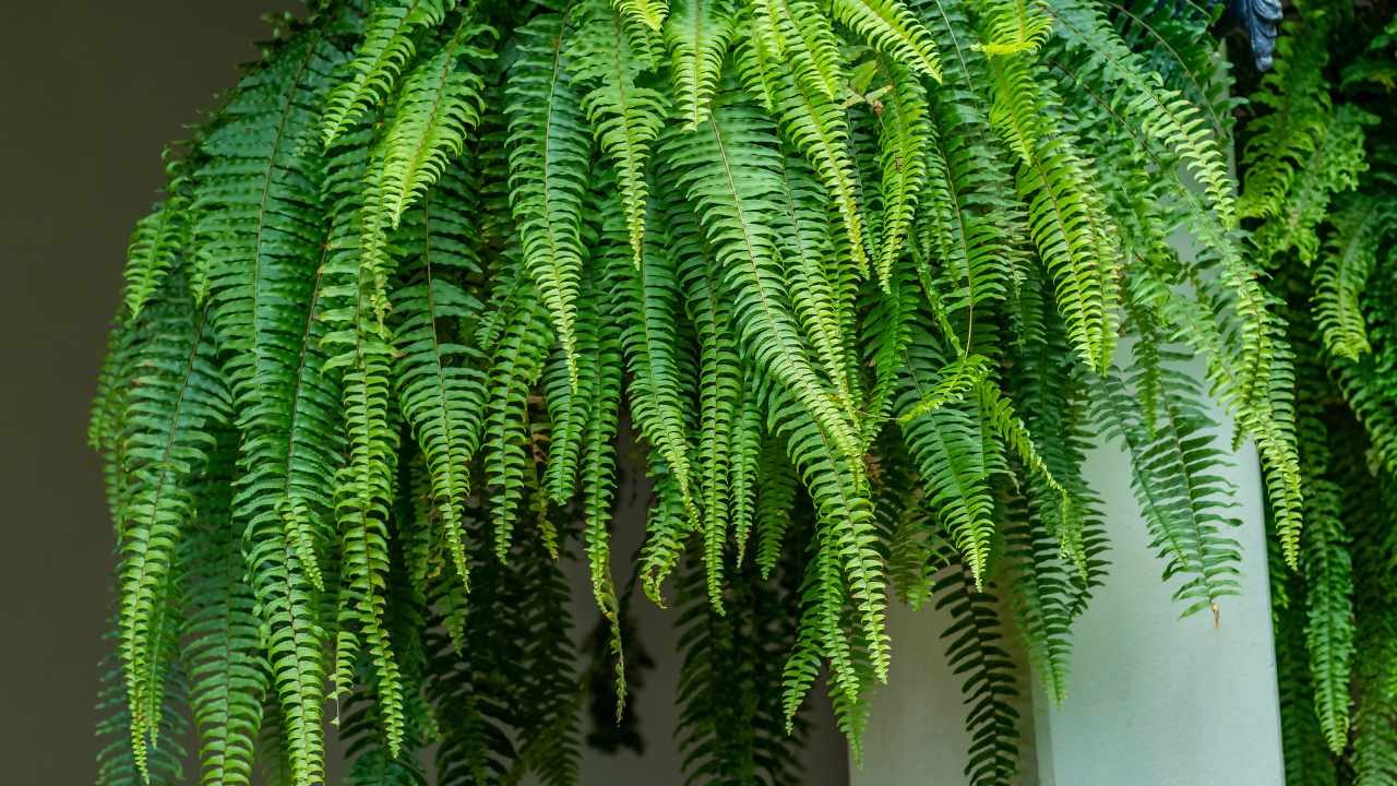 Piante contro l'umidità