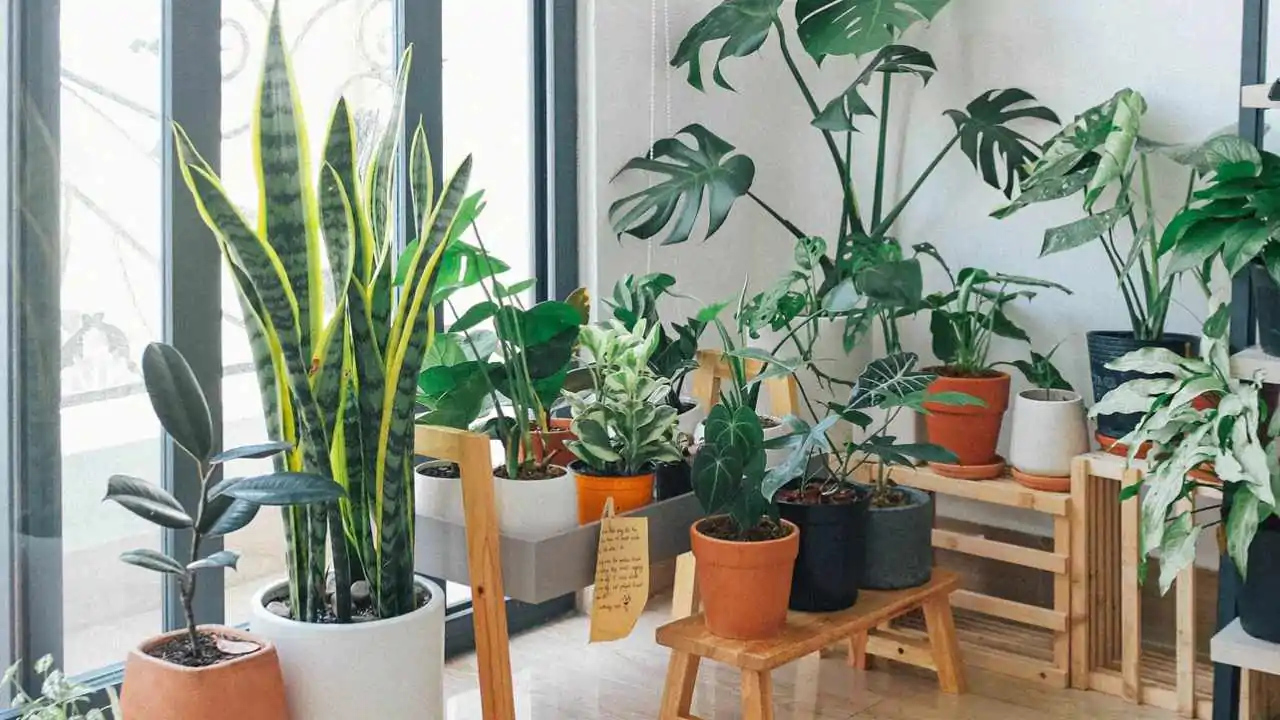appartamento piante