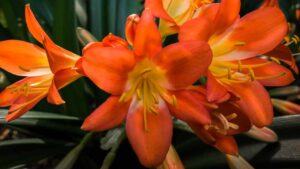 Grazie a questi consigli riuscirai a far fiorire la tua Clivia