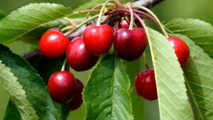 Tutti i benefici segreti delle foglie di ciliegio