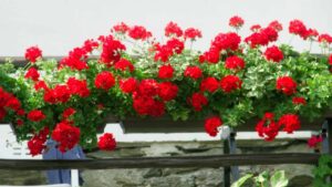 Il concime ideale per garantire ai tuoi Gerani una fioritura abbondante e rigogliosa