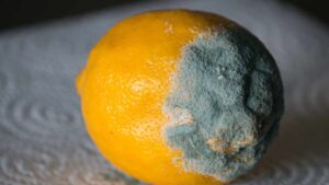 Limoni in estate, come li conservo e come evito la muffa? Tutti i consigli di cui hai bisogno