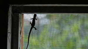 Come tenere lontane le lucertole dal giardino con un rimedio naturale
