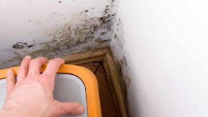 Perché la muffa sui muri si riforma anche dopo averla eliminata? Quello che devi sapere