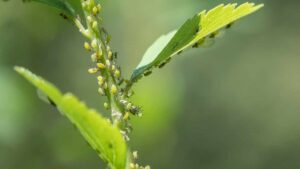 Combattere i parassiti delle piante: attenzione a non commettere questi errori