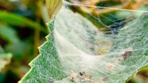 Ragnatele tra le foglie delle tue piante? Cosa devi sapere e come devi intervenire
