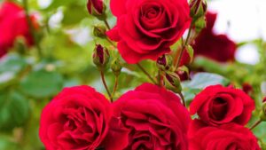 Come concimare le rose a maggio per garantire una fioritura rigogliosa e duratura