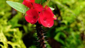 La chiamano Spina di Cristo: è la pianta ideale per la tua casa