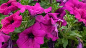 Come potare le surfinie per avere una crescita rigogliosa e una cascata di bellissimi fiori