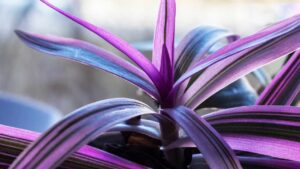 La tua Tradescantia sta perdendo il suo colore? Scopri il motivo
