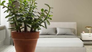 La pianta grassa ideale per chi vive in appartamento: bellezza senza stress e facilità di cura
