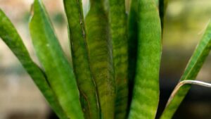 10 varietà di Sansevieria ideali per abbellire la casa e purificare l’aria in modo naturale