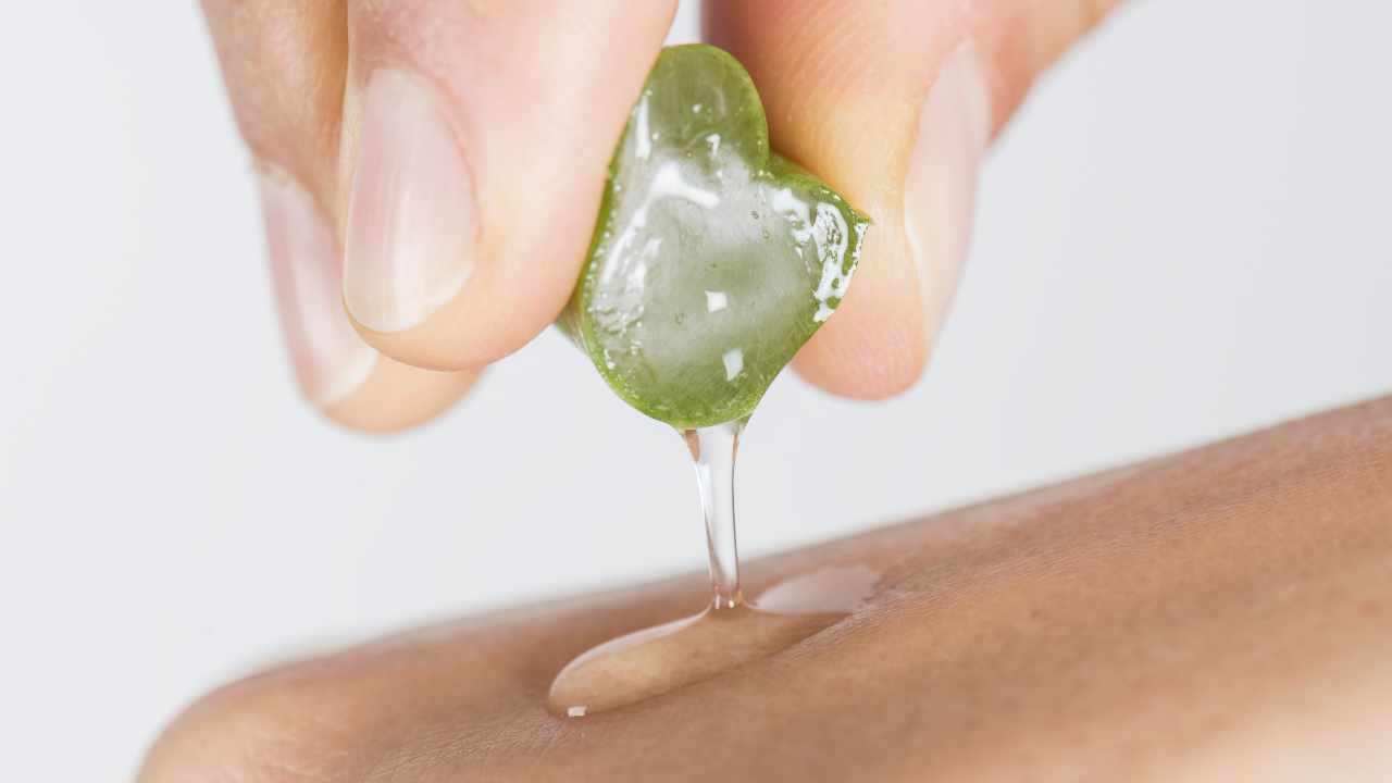 pelle aloe