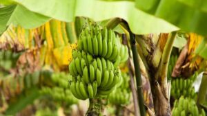 Perché il mio banano ha le foglie gialle e secche? Le possibili cause e come intervenire subito