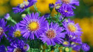 Perché non dovresti coltivare questo fiore all’interno del tuo appartamento