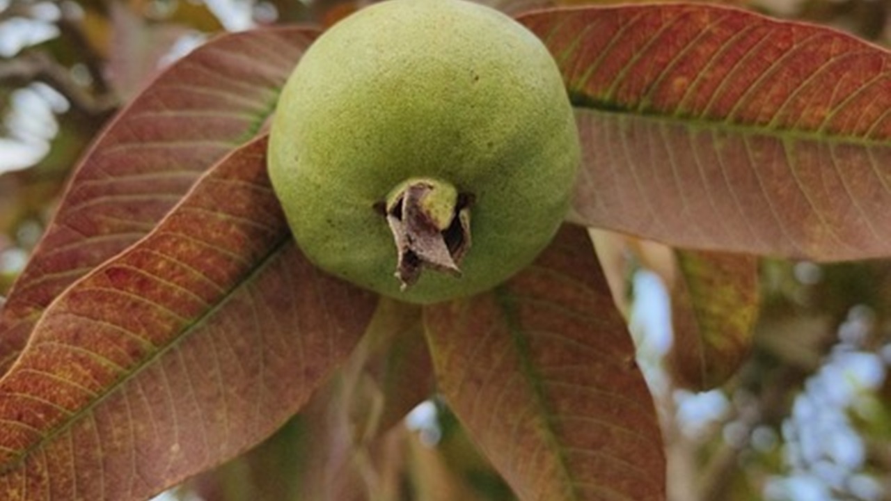 frutto foglie di guava