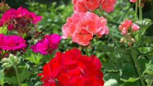 Gerani con steli bucati? Quale potrebbe essere la causa e come risolvere