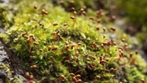 Come eliminare il muschio dal prato? Prova questi rimedi infallibili