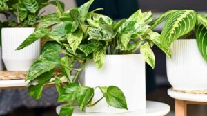 Perché il pothos è chiamato anche pianta del benessere o pianta degli smemorati?