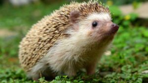 Ecco cosa devi e cosa non devi assolutamente fare se trovi un riccio nel tuo giardino o per strada