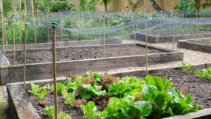 Cinque ortaggi da coltivare a dicembre per un orto rigoglioso e abbondante tutto l’anno