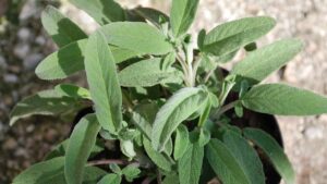 Perché dovresti abbinare la salvia a un’altra aromatica nel vaso: segui questo semplice metodo