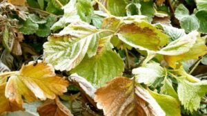 Sai cosa devi fare con le piante di fragole in autunno? Te lo diciamo noi