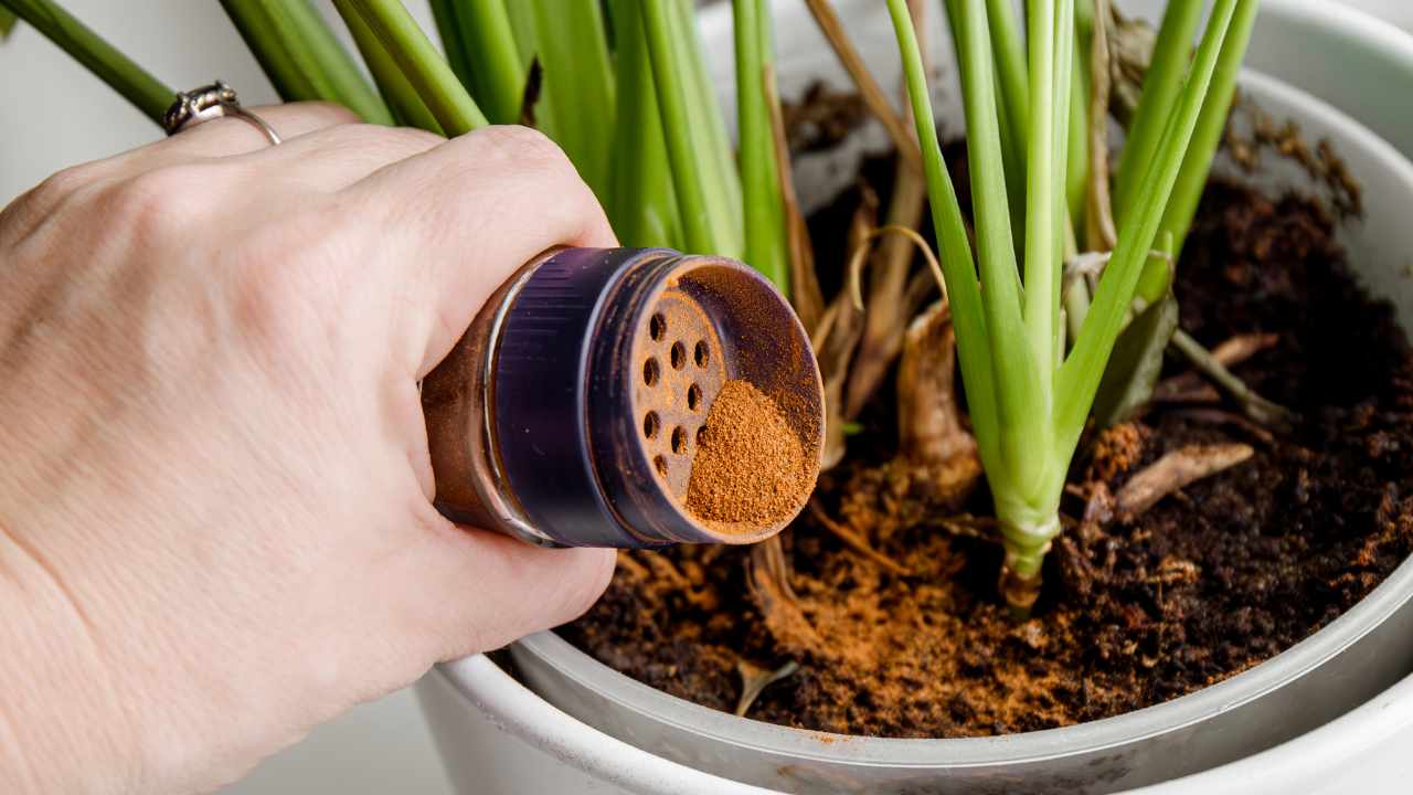 Spezia piante cannella