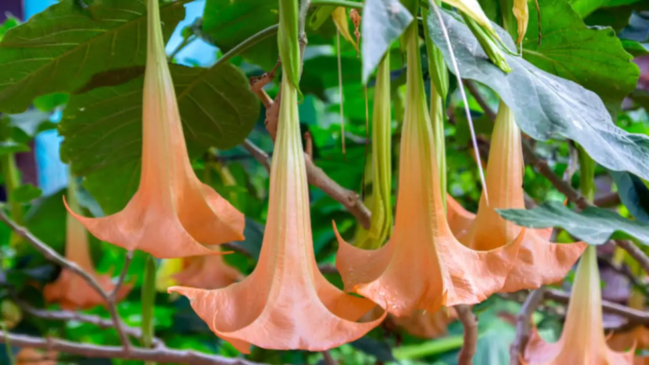 pianta tropicale Brugmansia