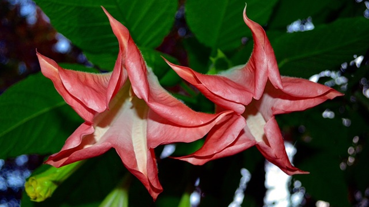 fiori Brugmansia