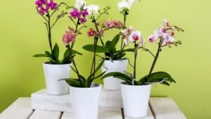 Come ottenere il giusto sbalzo termico per far fiorire la tua Orchidea in modo efficace