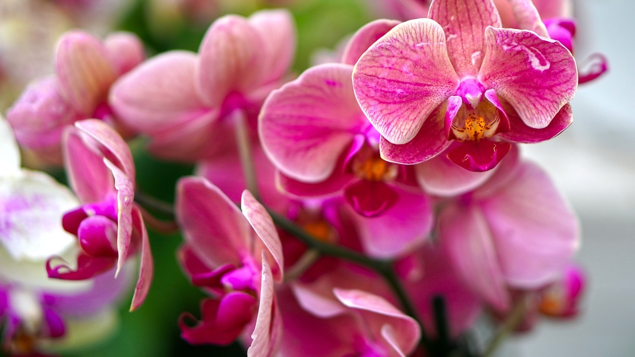 orchidee fiori 