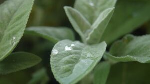 L’erba che migliora il sonno e che dovresti integrare nella tua routine quotidiana