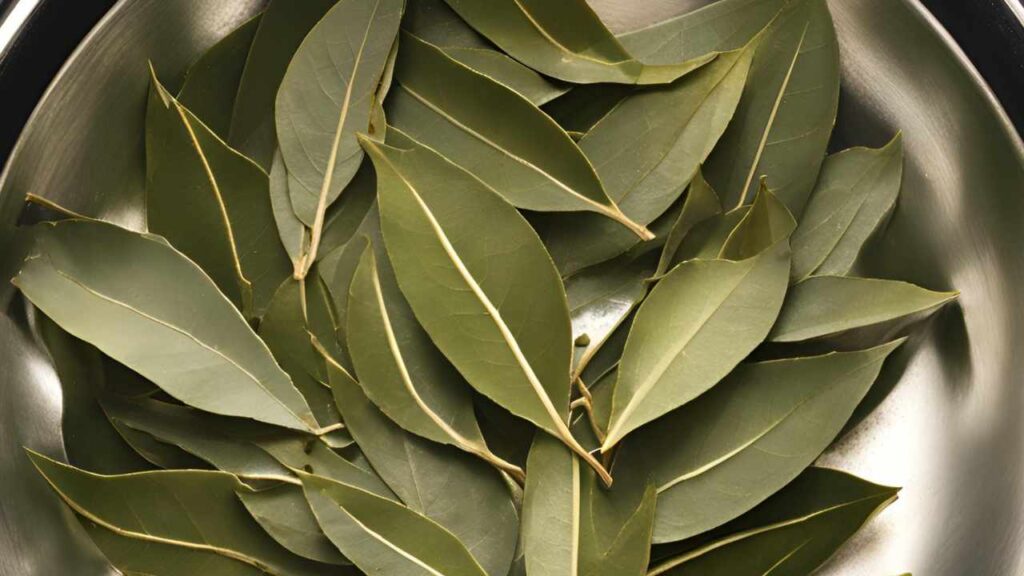 foglie di alloro bollite