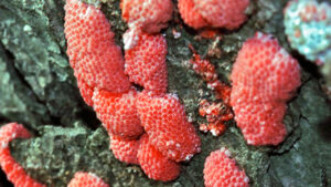 Fate molta attenzione se vedete queste piccole uova rosa su un muro: dovreste sapere velocemente di cosa si tratta