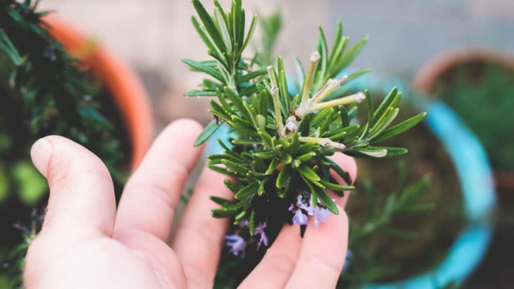 erba aromatica rosmarino