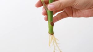 Radici forti nelle tue talee grazie al TRUCCHETTO del miele