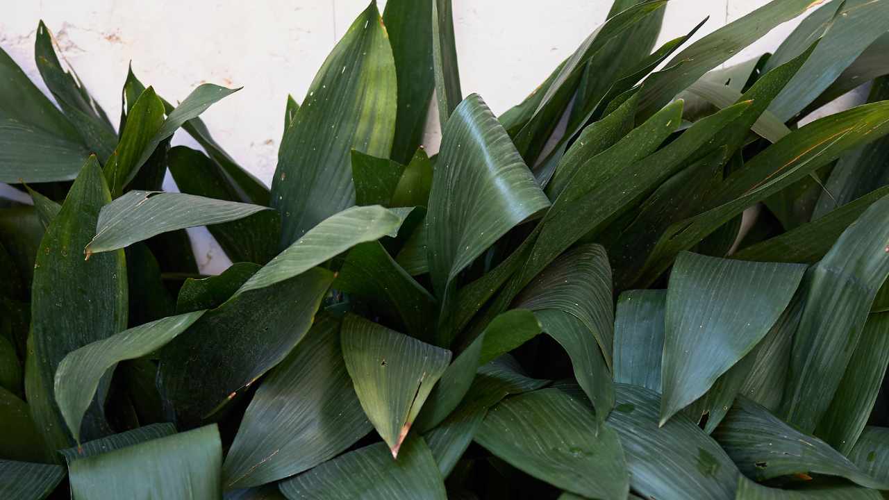pianta Aspidistra