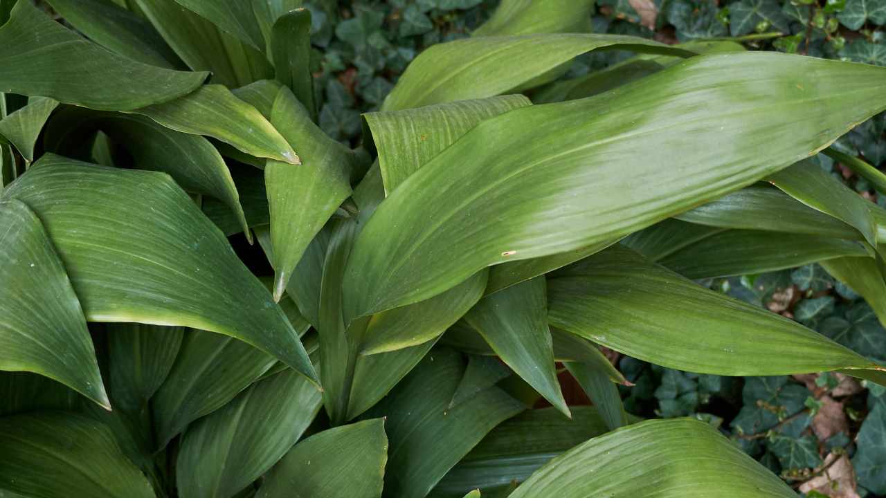 pianta Aspidistra