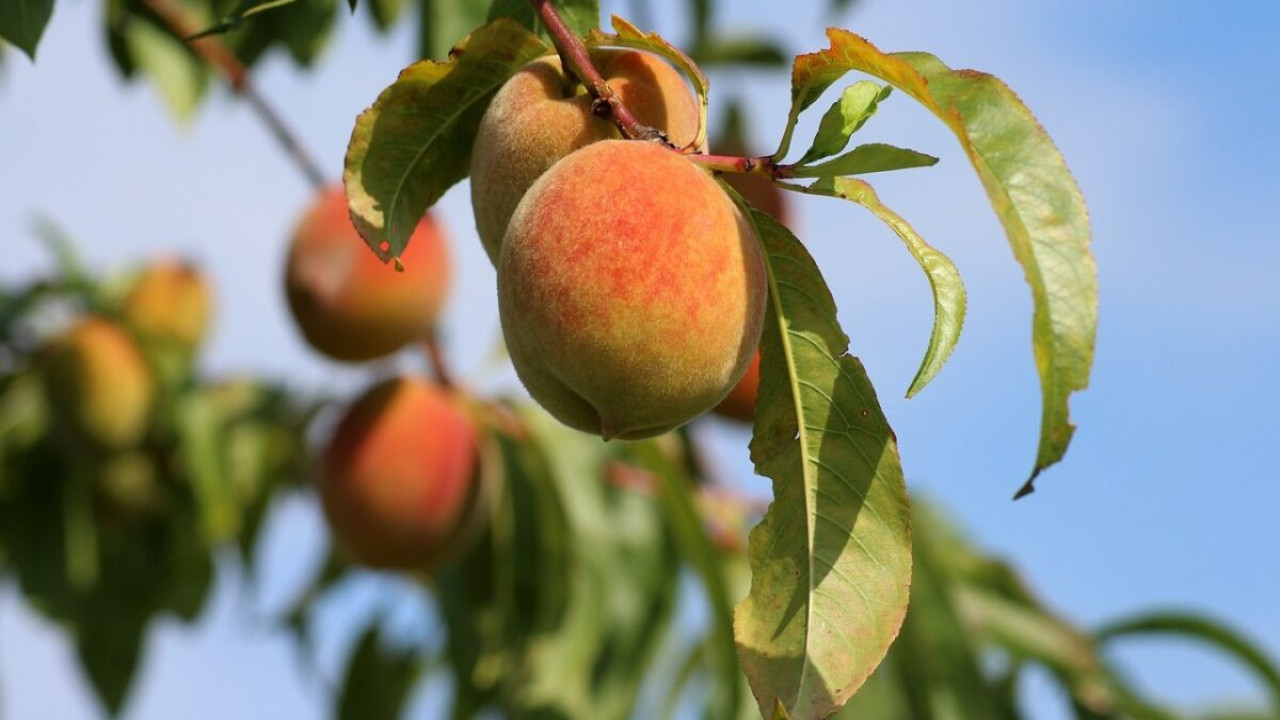 benefici foglie di pesco
