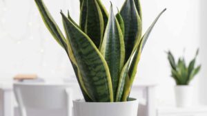 Nessuno ti ha mai raccontato questo segreto della lingua della suocera: è utilissimo