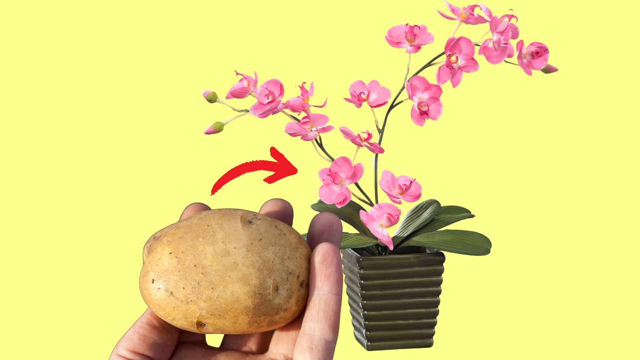patata orchidee
