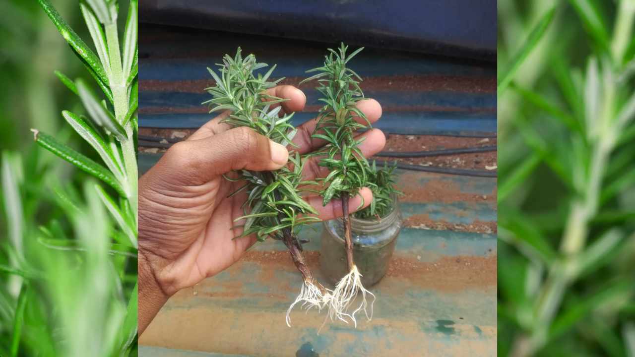 rametto di rosmarino