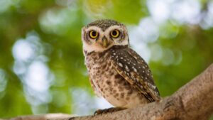 Le civette si avvicinano alle abitazioni quando… ? C’è chi la pensa così