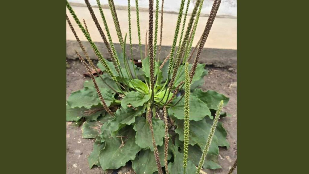 benefici piantaggine