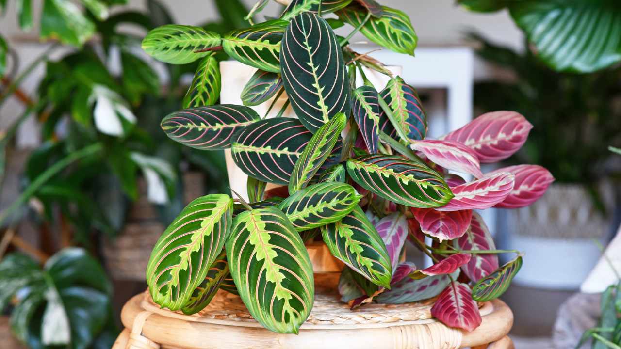 pianta Maranta leuconeura